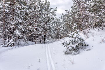 Snowy Pine Forest With Fresh Snow in Winter
