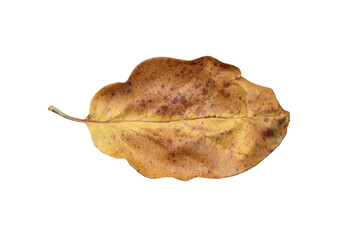 Fototapeta premium Yellow, autumn leaf of the quince tree.