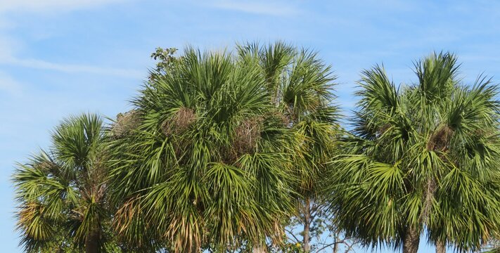 Palm trees against blue sky in Florida nature