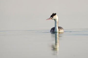 Great Crested Grebe in winter plumage 