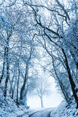 Snow covered road lined with trees, winter landscape, vertical