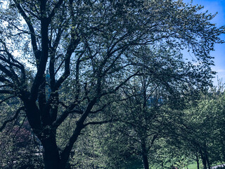 trees and sky