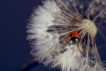 Close-up of a ladybug Coccinella septempunctata on dandelion pollen full of water drops.

