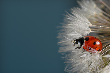 Close-up of a ladybug Coccinella septempunctata on dandelion pollen full of water drops.

