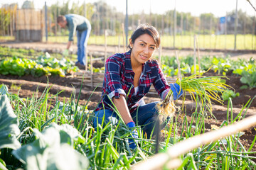 Female farmer harvesting green onions on the field