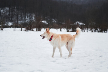 Adorable white fluffy pet dog with red collar walks in winter snow park. Half-breed shepherd and husky stands in snow in beautiful red collar and looks into distance.