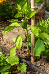 Jardinage et potager - Plat de poivron et cultures associées dans une serre