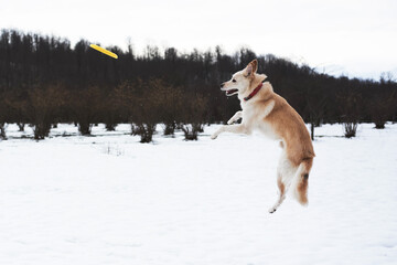 Fototapeta na wymiar Adorable white fluffy pet dog with red collar walks in winter snow park. Half-breed shepherd and husky jumps for yellow frisbee plate.