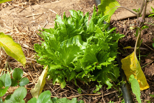 Jardinage et potager - Salade et laitue Reine des glaces et cultures associ&eacute;es dans une serre