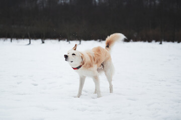 Half-breed shepherd and husky shakes off the snow in nature. Adorable white fluffy pet dog with red collar walks in winter snow park.