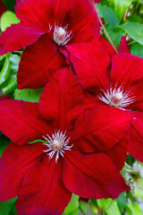 Red clematis Rebecca