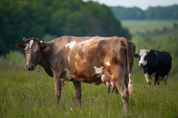 Naklejka na ściany i meble Spotted cow in the meadow.