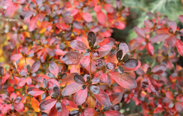 Colourful leaves azalea in the flower garden in autumn. The first frost, cold weather. Blurred background.