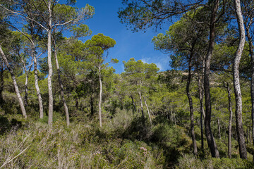 Aleppo pines, forest on Puig de Randa hillside, Llucmajor, Mallorca, Balearic Islands, Spain