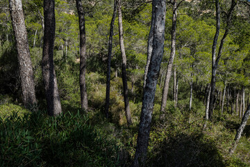 Fototapeta premium Aleppo pines, forest on Puig de Randa hillside, Llucmajor, Mallorca, Balearic Islands, Spain