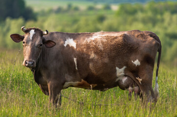 Spotted cow in the meadow.