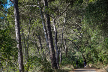 walking through Aleppo pines, forest on Puig de Randa hillside, Llucmajor, Mallorca, Balearic...