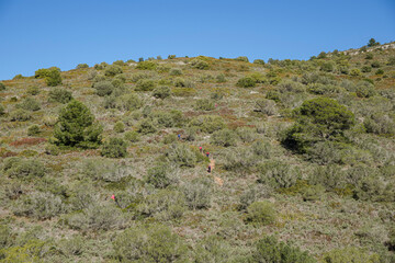 row of hikers descending  Puig de Randa, Algaida, Mallorca, Balearic Islands, Spain