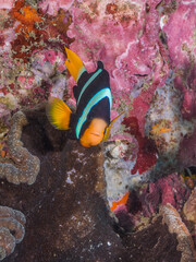 Naklejka na ściany i meble Clark's anemonefish with Adhesive anemone (Mergui archipelago, Myanmar)