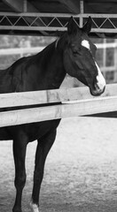 Black horse in the paddock.