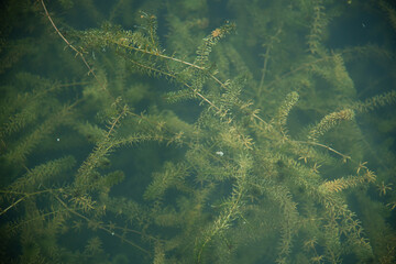 nature swamp field of green algae plant bloom, Scientists are developing research on algae in water...