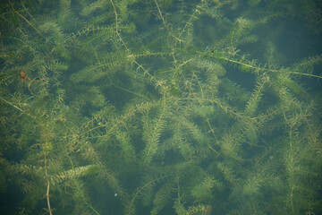 nature swamp field of green algae plant bloom, Scientists are developing research on algae in water...