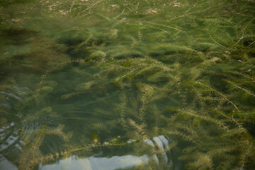 nature swamp field of green algae plant bloom, Scientists are developing research on algae in water lake. Bio-energy, biofuel, energy renewable environment research in farm field and laboratory