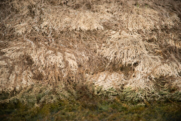 nature swamp field of green algae plant bloom, Scientists are developing research on algae in water lake. Bio-energy, biofuel, energy renewable environment research in farm field and laboratory