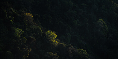 nature jungle landscape scene of tropical forest, concept of ecology and environment conservation, relaxing for spa therapy and zen treatment, outdoors vacation in the morning