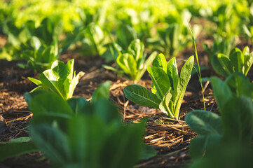 green nature vegetable farm, organic raw food agriculture concept for good health lifestyle, organic salad plant crop on field, healthy clean food