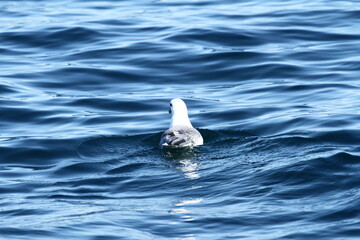 Gaviota en el Ártico