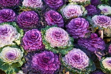 decorative purple cabbage planted in a flowerbed