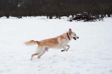 Fototapeta na wymiar Adorable white fluffy pet dog with red collar walks in winter snow park. Half-breed shepherd and husky of light red color runs on soft snow and enjoys life.