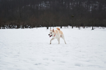 Adorable white fluffy pet dog with red collar walks in winter snow park. Half-breed shepherd and husky of light red color runs on soft snow and enjoys life.