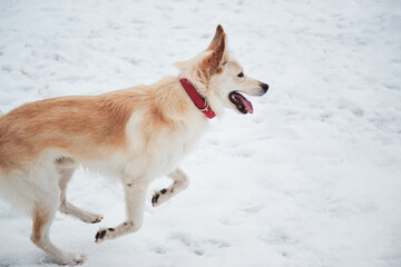 Adorable white fluffy pet dog with red collar walks in winter snow park. Half-breed shepherd and husky of light red color runs on soft snow and enjoys life.