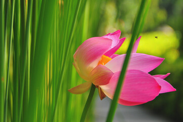 Pink flower with green backgrounds