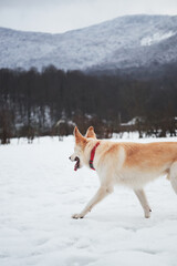 Adorable white fluffy pet dog with red collar walks in winter snow park. Half-breed shepherd and husky of light red color enjoys walk in fresh air against background of high snowy mountains.