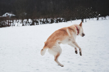 Obraz premium Adorable white fluffy pet dog with red collar walks in winter snow park. Half-breed shepherd and husky jumps high and tries to catch snowball.