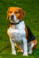 Beagle