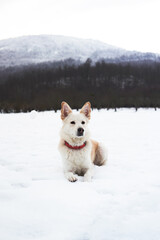 Adorable white fluffy pet dog with red collar walks in winter snow park. Half-breed shepherd and husky light red color lies against background of snow-covered high mountains and looks into distance.