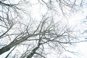 Winter snowy day , nature landscape.