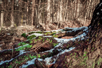 in the forest
