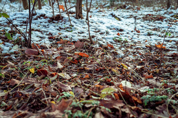 in the forest 