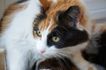 Beautiful cat in near plan