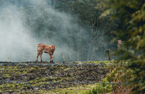 ternero en la niebla