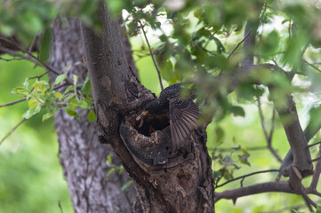 The bird feeds the chicks.