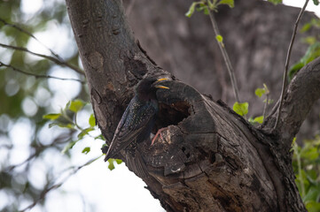 Bird near the hollow.