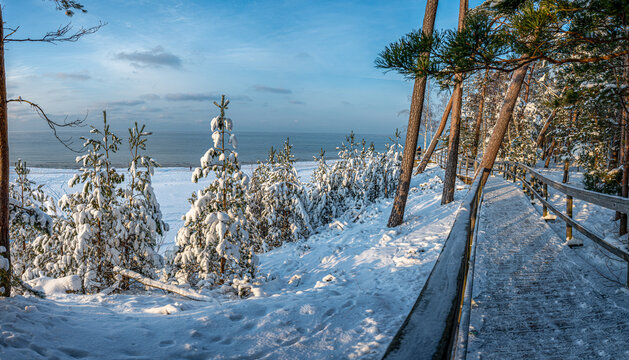 Winter landscape with snow covered pine and fir trees and wooden path during sunny winter day. Panoramic view of coniferous forest with pathway near sea coast against blue sky.