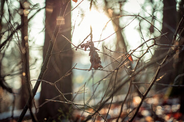 in the forest 
