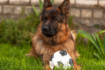 German shepherd playing with a ball.